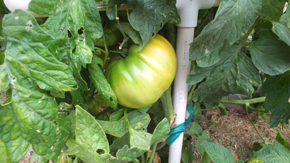 Kellogg's Breakfast fruit photo KelloggsBreakfastFruit_zps44926865.jpg